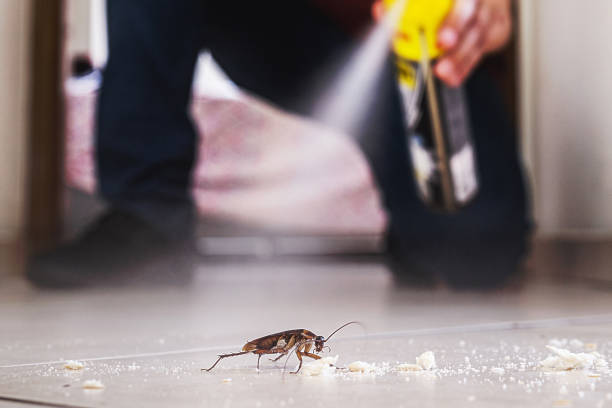 Best Rodent Control Near Me  in Silsbee, TX